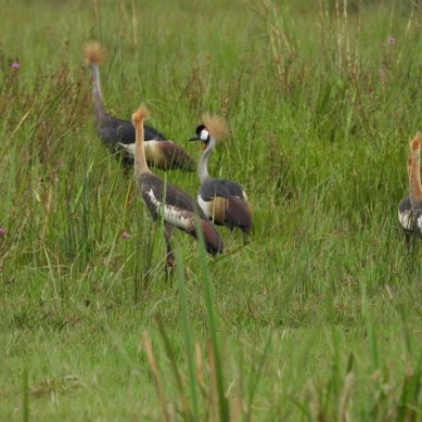 Crested crane, symbol of abundance for communities Kenya’s Rift Valley, is on the verge of extinction