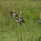 Crested crane, symbol of abundance for communities Kenya’s Rift Valley, is on the verge of extinction