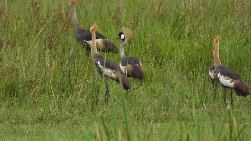 Crested crane, symbol of abundance for communities Kenya’s Rift Valley, is on the verge of extinction