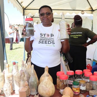 Going cultural: How indigenous seeds crusader in Kenya’s semi-arid Machakos is paving way for sustainable agriculture