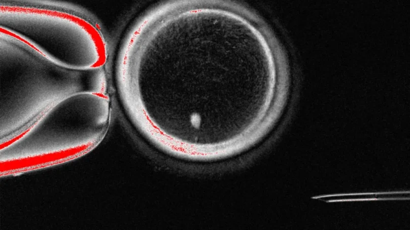Scientists at Oregon Health and Science University create human eggs from skin cells, use them to form embryos