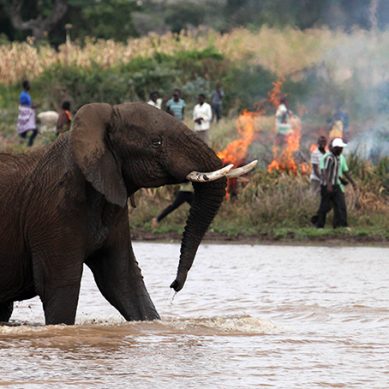 Kenya government pledges to tackle human-versus-wildlife conflict in Kibwezi
