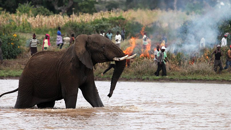 Kenya government pledges to tackle human-versus-wildlife conflict in Kibwezi