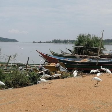 How ‘elastics’ appetites feed demand for ng’ang’a – a sacred ibis bird – meat in Kisumu beachside hotels