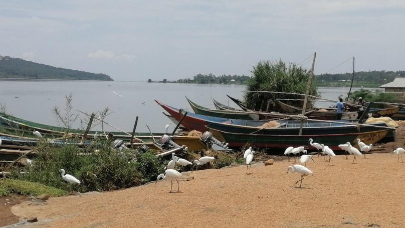How ‘elastic’ appetites feed demand for ng’ang’a – sacred ibis bird – meat in Kisumu beachside hotels