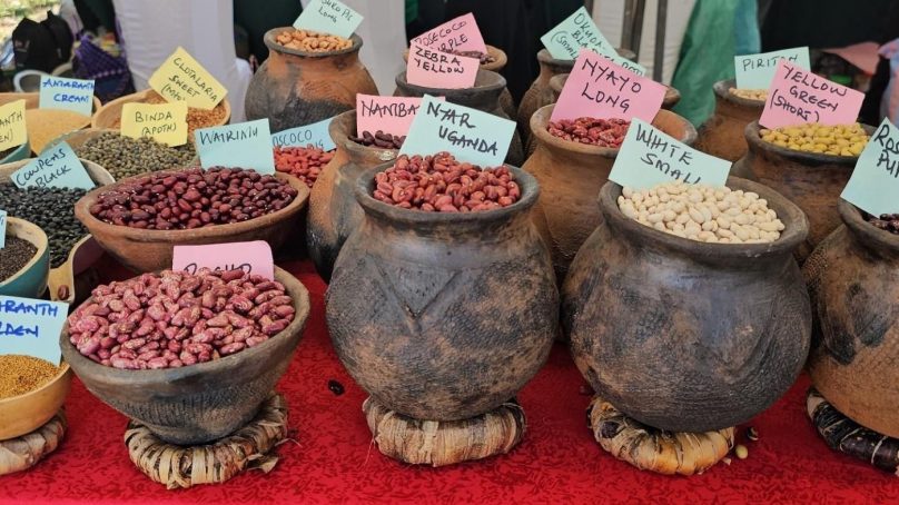 Kenya holds Indigenous Seed Fair 2025 in Laikipia to celebrate seeds, food and culture, place premium on local foods