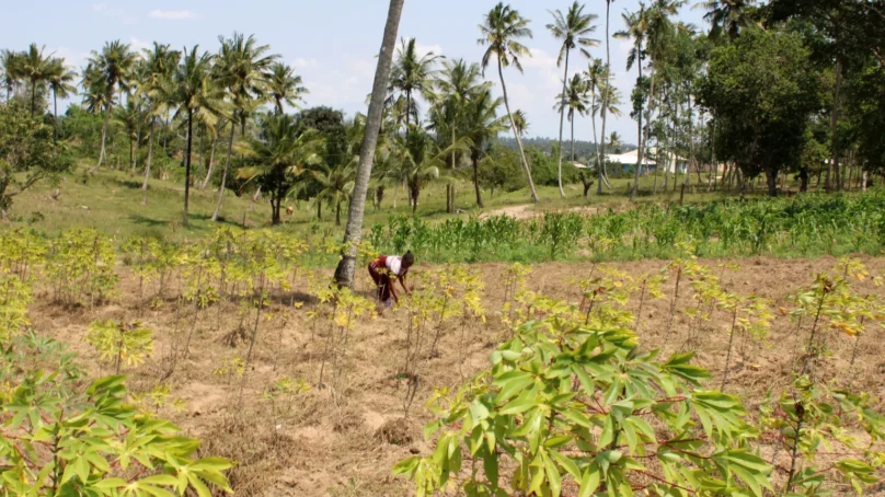 While farming community is the most studied population in Kenya, new evidence now links climate change to mental health