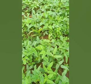Living healthy: Eldoret National Polytechnic launches Kenya indigenous vegetables project