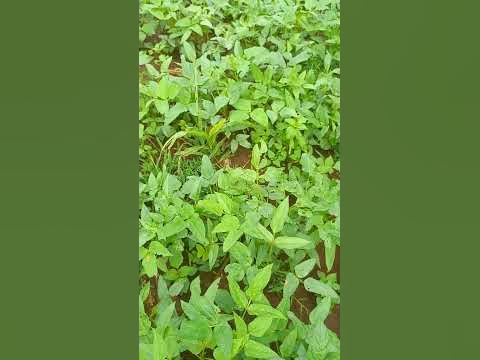 Living healthy: Eldoret National Polytechnic launches Kenya indigenous vegetables project