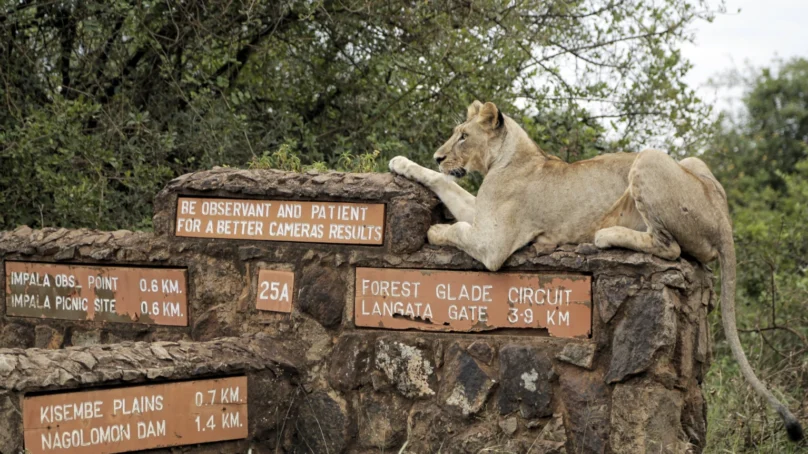‘Our children are growing up in a part of Kenyan city, Nairobi, where lions roam free’