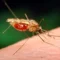 Kenya Medical Research Institute study reveals malaria insect is outsmarting control measures