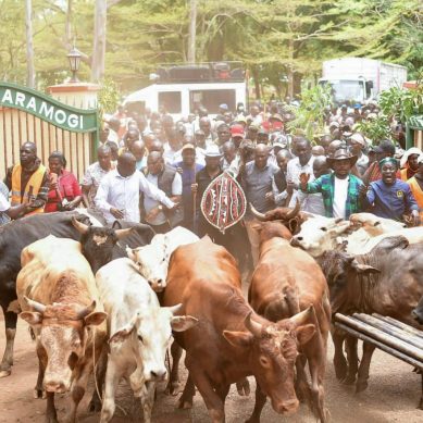‘Bullish’ political leaders in western Kenya donate dozens of livestock to be slaughtered in honour of Raila Odinga
