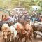 ‘Bullish’ political leaders in western Kenya donate dozens of livestock to be slaughtered in honour of Raila Odinga