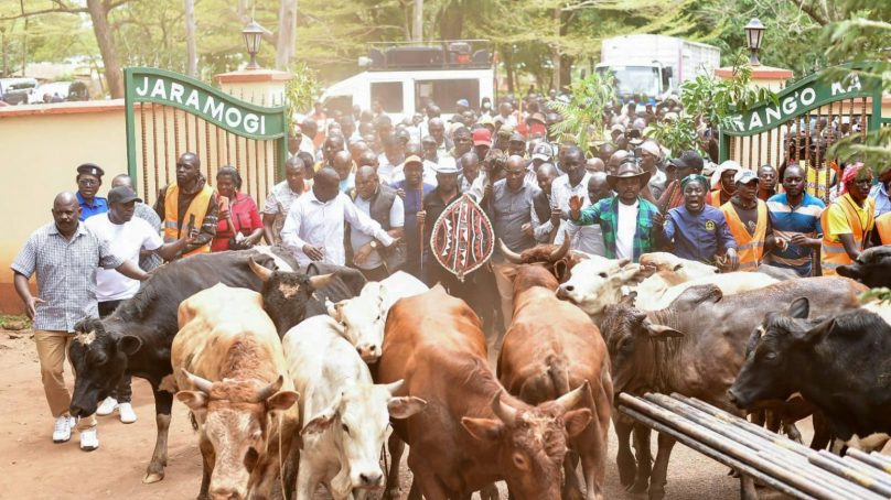 ‘Bullish’ political leaders in western Kenya donate dozens of livestock to be slaughtered in honour of Raila Odinga