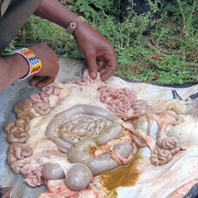 Culture and metrology: How nomadic pastoralists in Kenya use he-goat offal to accurately forecast weather