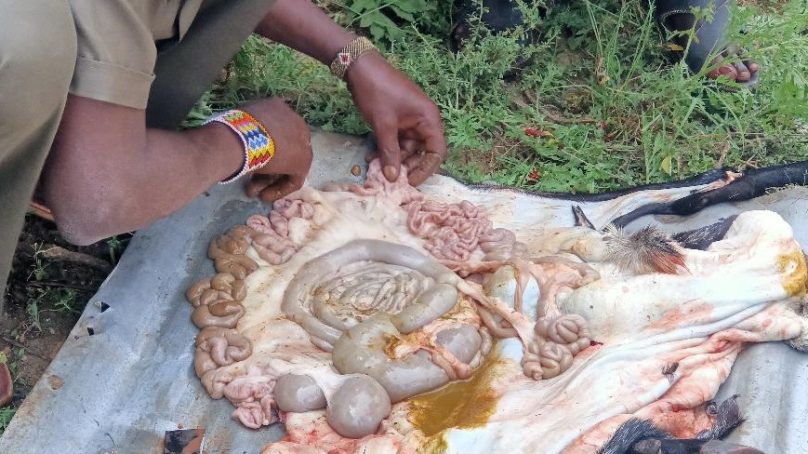 Culture and meteorology: How nomadic pastoralists in Kenya use he-goat offal to accurately forecast weather