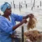 Zanzibar is seeing a seaweed boom, raising questions about whether local women are cashing in
