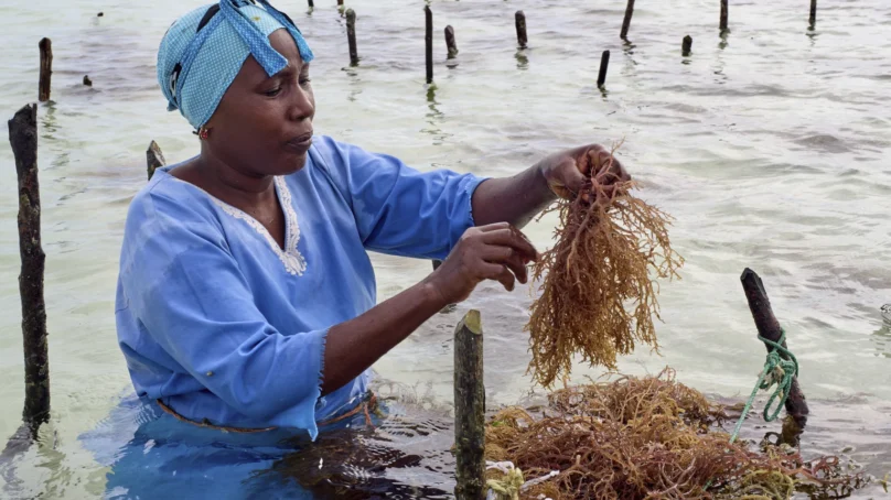 Zanzibar is seeing a seaweed boom, raising questions about whether local women are cashing in