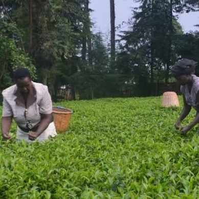 Tea farmers in central Kenya appeal to state to cushion them against market volatility
