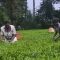 Tea farmers in central Kenya appeal to state to cushion them against market volatility