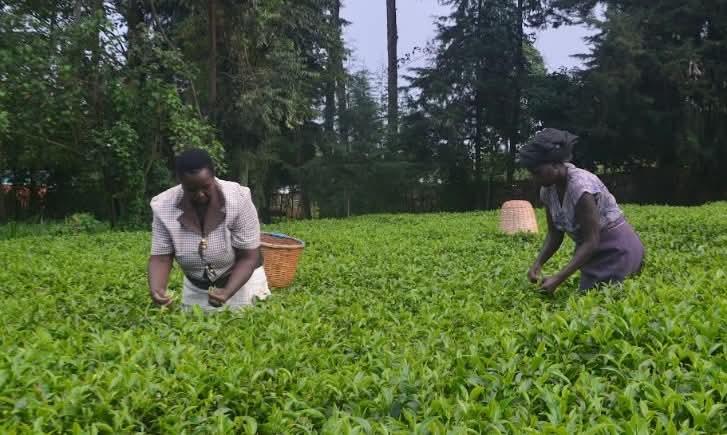 Tea farmers in central Kenya appeal to state to cushion them against market volatility