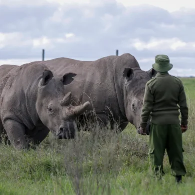 Kenya Wildlife Service lays out 10-year plan to grow black rhino numbers to 2,000
