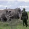 Kenya Wildlife Service lays out 10-year plan to grow black rhino numbers to 2,000
