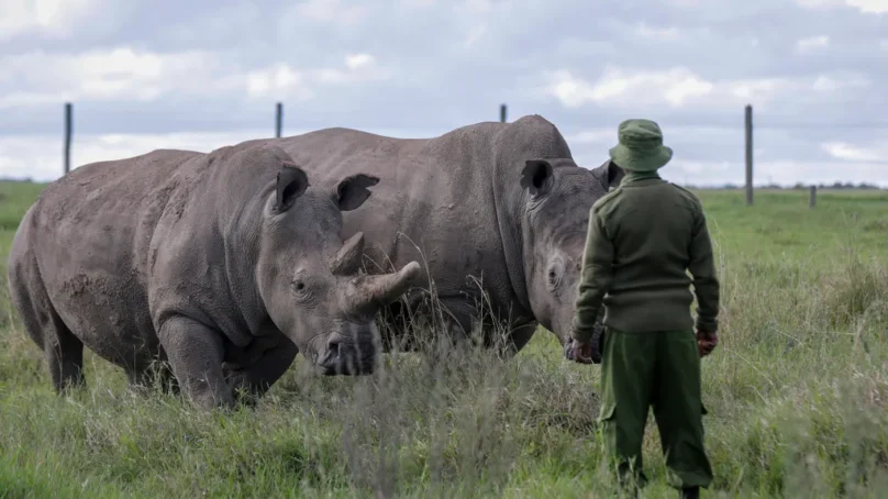 Kenya Wildlife Service lays out 10-year plan to grow black rhino numbers to 2,000