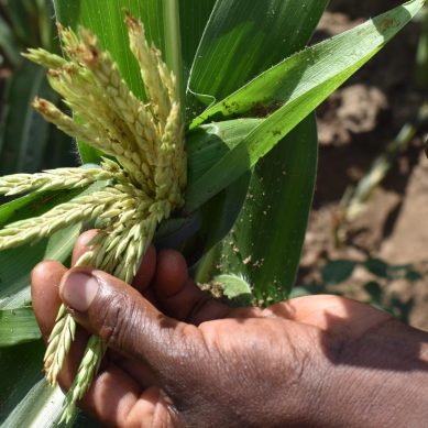 State-owned KALRO teams up with Korean counterpart to develop pest control practices in Kenya