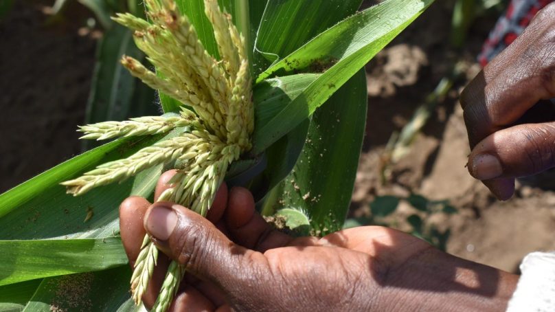 State-owned KALRO teams up with Korean counterpart to develop pest control practices in Kenya