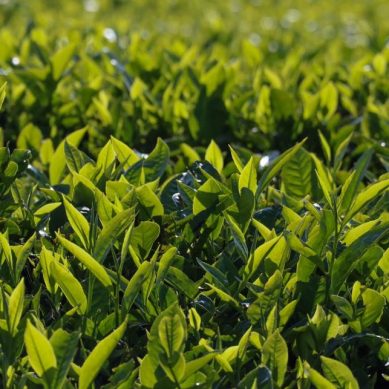 Kenya turns to ‘Geographical Indications’ technology to brand and market its tea as uniquely local