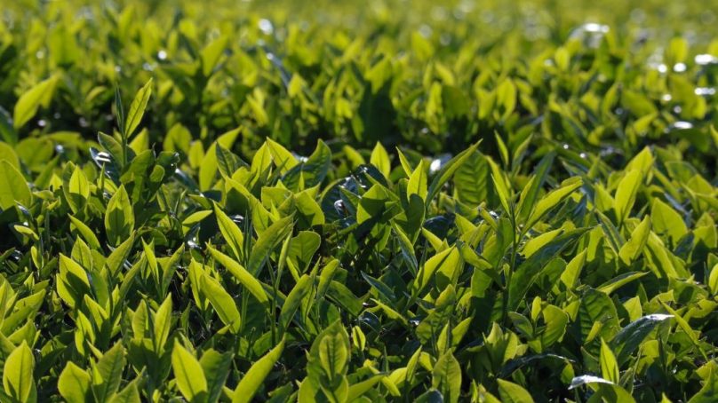 Kenya turns to ‘Geographical Indications’ technology to brand and market its tea as uniquely local