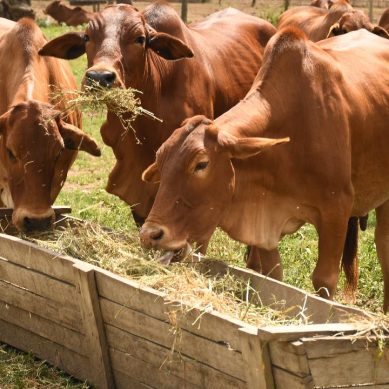 Scientists: Kenya needs 80 million tonnes of livestock feed annually to address persistent deficit