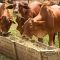 Scientists: Kenya needs 80 million tonnes of livestock feed annually to address persistent deficit