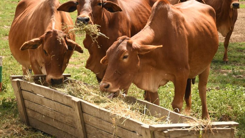 Scientists: Kenya needs 80 million tonnes of livestock feed annually to address persistent deficit