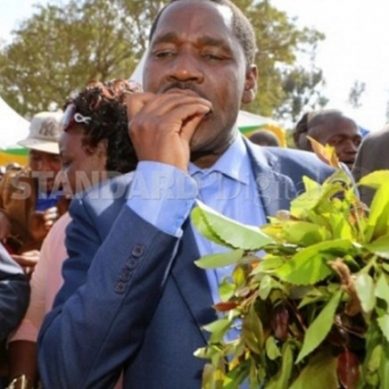 Khat: Lethal herb turning avid consumers in northern Kenya into zombies as abuse outstrips control capacity