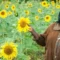 Farmers in eastern Kenya swap maize for sunflowers and cotton to push up earnings