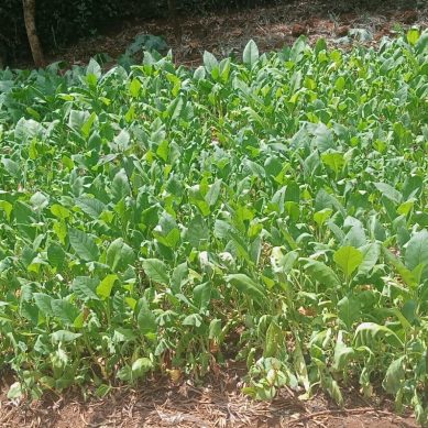 Legal campaign, health risks linked to with tobacco has not dissuaded farmers in central Kenya to dump the crop