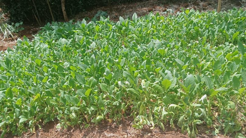 Legal campaign, health risks linked to with tobacco have not dissuaded farmers in central Kenya to dump the crop
