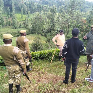 Human-wildlife conflict: KWS launches hunt for wolves ravaging central Kenya