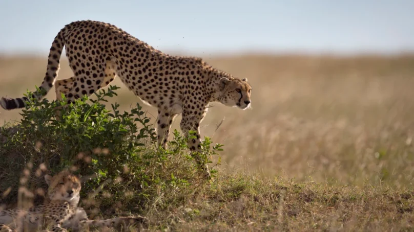 Threat of cheetah extinction prods zoologist in Namibia to start sperm bank to protect the species