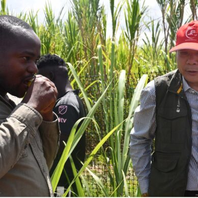 Sucrose-rich Chinese sugarcane variety that matures in seven months on verge of replacing ‘lazy-man’s’ variety in western Kenya