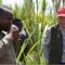 Sucrose-rich Chinese sugarcane variety that matures in seven months on verge of replacing ‘lazy-man’s’ variety in western Kenya