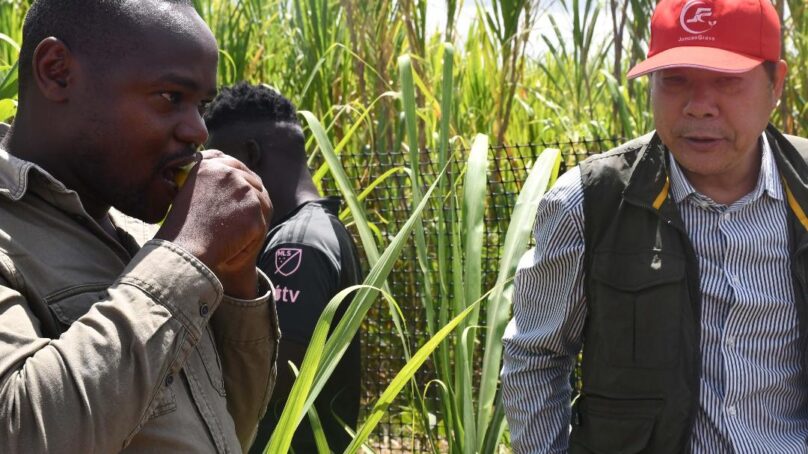 Sucrose-rich Chinese sugarcane variety that matures in seven months on verge of replacing ‘lazy-man’s’ variety in western Kenya