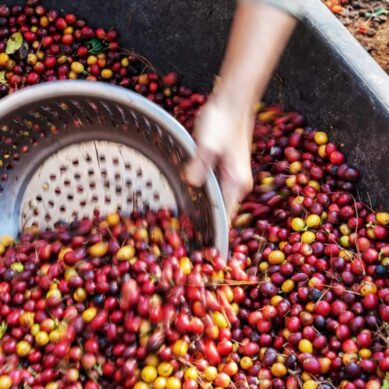 Nairobi Coffee Exchange auction delivers powerful rebound in trading volume, market with $9.3 million sales