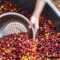 Nairobi Coffee Exchange auction delivers powerful rebound in trading volume, market with $9.3 million sales