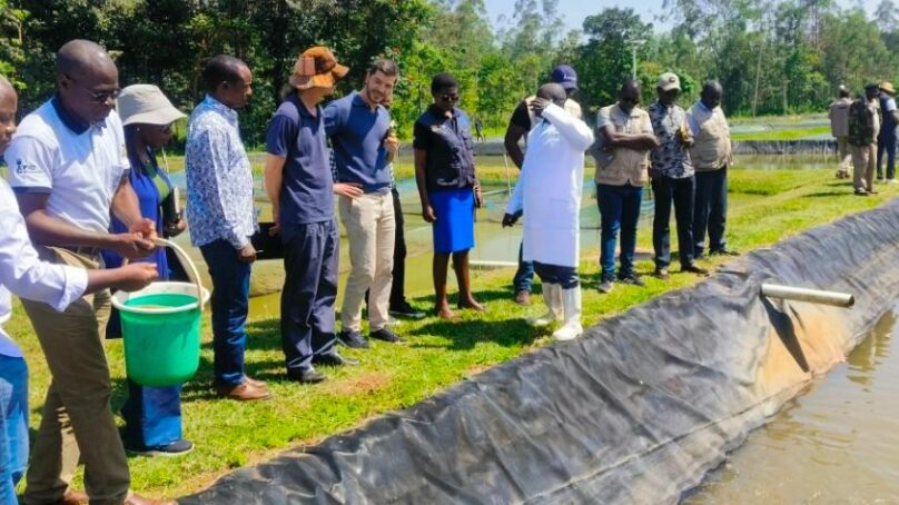 Fish farming eases pressure on land in densely populated Vihiga as household incomes rise