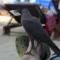 Hotels and tour operators along Kenyan coast launch crow-free campaign to poison 800,000 birds