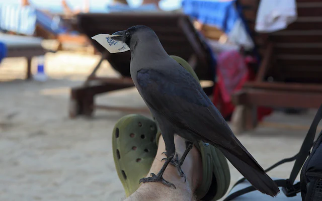 Hotels and tour operators along Kenyan coast launch crow-free campaign to poison 800,000 birds