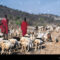 County government in northern Kenya tells herders to sell livestock before drought devastates their stocks